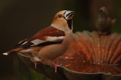 Koninginnedag is voor mij wat vogels betreft een erg mooie dag geworden...naast de kiekendieven in de Arkemheen kon het zomaar gebeuren dat er, terwijl we rustig zaten te eten, 2 appelvinken onze tuin bezochten!!...de camera lag op tafel binnen handbereik, dus in allerijl een aantal plaatjes gemaakt, door het raam heen, want dat durfde ik niet open te zetten..