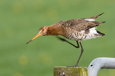 Ik was eigenlijk alweer op weg naar huis toen ik de Grutto op een paaltje aantrof, helaas had ik mijn 1.4 TC er nog op. Maar hij/zij bleef lang genoeg zitten zodat ik mijn TC kon verwijderen en alsnog de foto's kon maken. 

Hier wuifde de Grutto nog even netjes voordat hij/zij er vandoor ging.

20D ef500mm @ F9 1/250 ISO 400. Vanuit auto gemaakt.