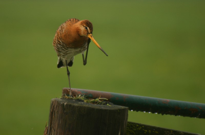Vadaag naar Arkemheen geweest samen met mijn neef. veel foto's gemaakt waaronder deze grutto. Canon EOS 400D + cosina 100-400mm