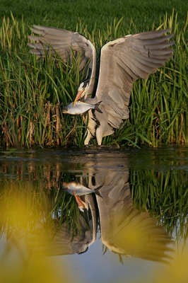 Hierbij het vervolg op mijn foto die dinsdag geplaatst is. Het heeft wat langer geduurd dan verwacht, maar hierbij dan toch. Persoonlijk vond ik dit de betere van de twee, ondermeer vanwege de pose van de reiger.