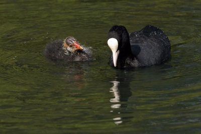 Vanmiddag brak de zon gelukkig even door en toen heb ik heerlijk een uur naar de jonge meerkoeten bij mij in de buurt zitten kijken. Ze groeien erg hard en hun ouders zijn duidelijk druk bezig ze te leren hoe ze zelf hun eten zoeken. De interactie tussen de ouders en de drie kleintjes vind ik erg mooi om te zien. Hier had de kleine toch een stukje uit moeders snavel weten te jatten - de wegslingerende waterdruppels vond ik er een mooi effect van.