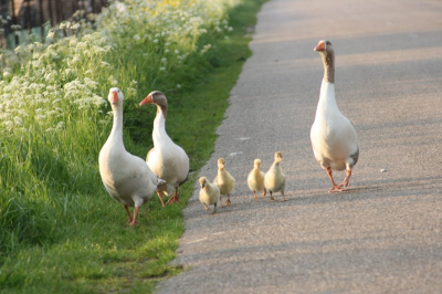 Over de weg gaat sneller