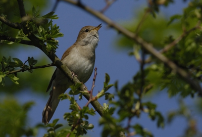 Een buitenkansje in het duin bij Den Haag; vogel vloog pas weg toen er een Sperwer over kwam!