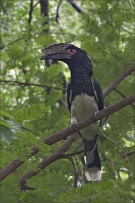 Als je eenmaal het baby-gejank van deze hornbill hebt gehoord dan vergeet je het nooit meer!