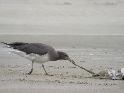 Op veler verzoek hier een door Jaap Schelvis gefotoshopte versie!  (oude versie is op vrijdag 18 februari op birdpix gezet)
