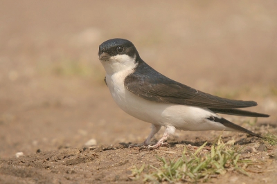 Voor degenen die mijn vorige huiszwaluw niet zo mooi vonden upload ik deze foto nog. Deze spreekt mij inderdaad ook iets meer aan omdat de vogel helemaal vrij zit en omdat de scherpte iets beter is.