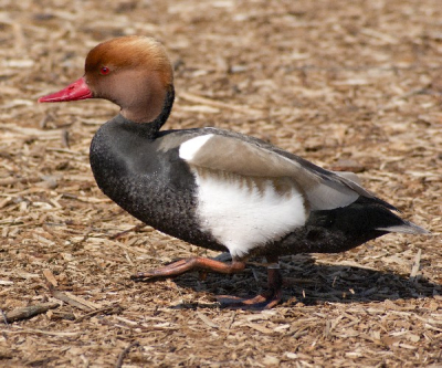 Prachtige Krooneend in het fourage gebied voor doortrekkende vogels in dit prachtige vogelgebied in Noord Frankrijk.