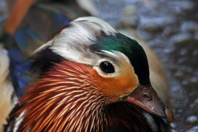 Gisteren een rondje door het park gewandeld, waar deze Mandarijneend in de buurt van een groepje Wilde Eenden een beetje timide rondzwom. Voor zover ik weet is er geen volire in de buurt dus waar hij vandaan komt weet ik niet. Ik vond hem in ieder geval wel mooi zo in het voorjaarszonnetje en hij kwam dichtbij genoeg om deze close-up foto te maken. Al die kleuren en verschillende soorten veren vind ik toch wel fraai; hopelijk komt dat er goed uit op deze foto.
