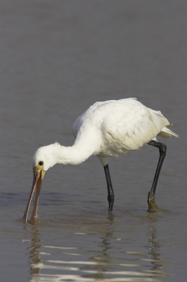 Afrikaanse Lepelaar. Grote groep in Pirang, zie voor meer details de posting van de Western Reef Egret.

Dit is een nog niet volledig adult exemplaar.

Grz

Peter