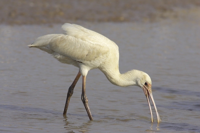 Afrikaanse Lepelaar. Grote groep in Pirang, zie voor meer details de posting van de Western Reef Egret.

Dit is wel een adult exemplaar.

Grz

Peter