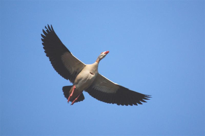 Nijlgans boven het kogevangersven op de Kampinaheide in Oisterwijk