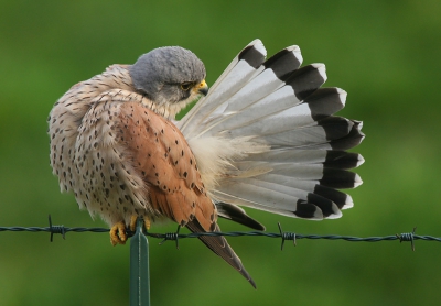 Als al het andere het laat afweten is er altijd nog dit valkje wat misschien wel wil meewerken. 
Hij poseerde er prachtig voor.
iso 400 f6.3 1/200 -0