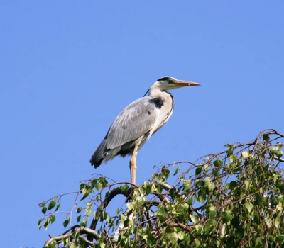 Een Blauwe Reiger in een boom in het park. Mooie plaat al zeg ik het zelf.