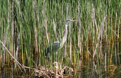 Op een haar nest staande blauwe reiger.
