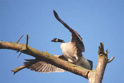 Canadese gans landt in de top van een uitgeleefde boom nabij het Kogelvangersven op de Kampinaheide in Oisterwijk