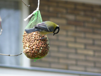 Koolmees in onze tuin in Krommenie