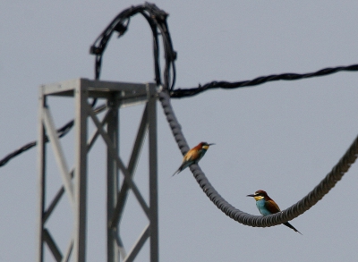 Bijeneter in een van zijn biotopen, het bergachtige landschap twintig kilometer landinwaarts bij Malaga.