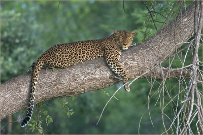 South Luangwa is vooral bekend om de luipaarden. Daarom waren we heel blij om net voor het eind van het bezoek dit mooie vrouwtje tegen te komen.
Overigens komen veel vogelaars speciaal naar het park toe om zwermen Carmine bee-eaters te zien (in november geloof ik). Dus als je in de buurt bent...

Groeten,
Bas Haasnoot