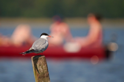 een dagje Giethoorn leverde behalve een file van fluisterbootjes ook nog een bijpassend plaatje van dit visdiefje op...midden op de dag in de volle zon. Foto gemaakt uit de hand, gezeten in een bootje...pffff