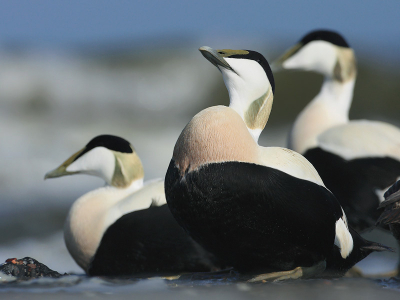 Een groep eiders zien baltsen is altijd een fantastisch gezicht. Op deze (gedrags)foto is goed te zien hoe groot (en kleurig) ze hun borst kunnen maken tijdens de balts. Bijna ontroerend om te zien hoe ze elkaar proberen te imponeren met zon grote roze bal.