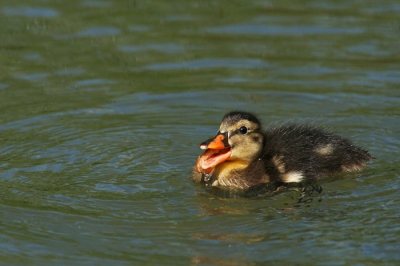 Deze heb ik vorige week gemaakt, toen ik een poos naar een groep jonge eendjes heb zitten kijken. Het is erg leuk om te zien hoe ze hun eigen eten bij elkaar sprokkelen. Dit eendje probeerde dapper een groot stuk eten uit de sloot naar binnen te werken, maar volgens mij was het toch wat te hoog gegrepen; hij keek er tamelijk ongemakkelijk bij en het duurde even voordat het was weggewerkt.