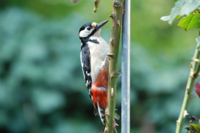 Heel erg jamer van die rare plantenstok.
Deze vogel kan ik iedere dag bewonderen vanuit mijn kantoor.