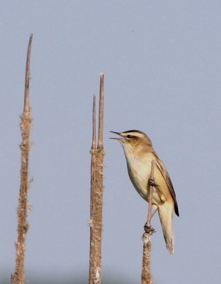 Op zoek naar de grote trap veel vogels gezien ! Prachtig gebied voor vogelaars! 
Deze gaf ons een prachtig concert!