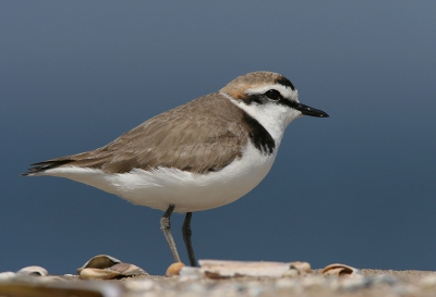 De laatste minuten die ik nog had voordat ik naar mijn werk moest kroop ik over het strand om een visdiefje te benaderen toen vlak naast mij dit pleviertje opdook. Tergend langzaam probeerde ik mij om te draaien maar het pleviertje leek alleen maar nieuwgierig. Op 5m kon ik een paar minuten genieten van dit pleviertje. Tot er een klein jongetje met een rood emmertje langs mij wandelde, verbaasd kijkend naar die rare meneer, die het geheel deed opvliegen waardoor ik nog net op tijd op mijn werk was.
iso200 f10 1/800 -1/3st. 700mm nagenoeg fullframe