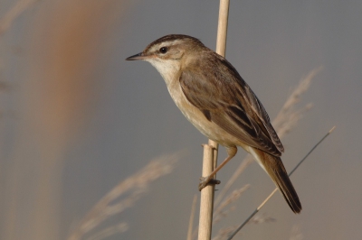 Een gebiedje met veel rietzangers. Echter altijd was er wel wat riet in de weg. Uiteindelijk toch zo gemaneuvreerd, dat er ruimte in de foto kon komen. 
Tech: 600mm; iso 200; f 8; s 1/750; matrixmeting -0,7 stop
