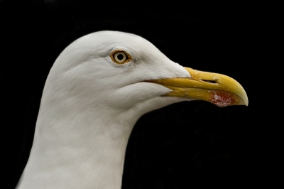 Dit brutaaltje lande vlak naast me op de tafel toen ik wilde weggaan uit m'n vakantiehuisje. Ik had net m'n macrolens op de camera gezet..dus hem daar maar mee genomen:)