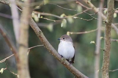 Tijdens een weekje in Duitsland zag ik deze vogel. Ik hem 'm alleen in vooraanzicht gezien en heb geen idee welke vogel het is. Een bonte vliegenvanger???? Wie heeft een idee?