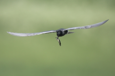 Zondag stond er snoek op het menu.
iso 400 f6.3 1/2000 +1/3stop 700mm Fullframe