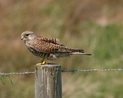 Deze Torenvalk (mijn eerste) zat langs de weg naar De Petten op Texel met de kop vol in de harde wind. Daarom ook deze uitsnede gekozen. Hij is genomen vanuit de bijrijdersstoel in de auto door het open raam van de bestuurder.

70% crop van origineel, lichte nabewerking in ACR
Nikon D80 met 70-300VR op 300mm met VR op normal uit de hand, f/8, 1/1000 sec