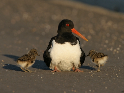 Deze Scholekster was met haar twee jongen op een pas aangelegde weg terechtgekomen. Door de hoge trottoirband konden de kleintjes niet terug naar het aangrenzende braakliggend terrein. De enige dekking was zo nu en dan onder moeders veren. Hoewel er op tweede Pinksterdag nog geen bouwverkeer was, heeft Yates de vogeltjes opgetild en in veiligheid gebracht. Met dank aan Marcel
Canon EOS 20D, EF 500mm f/4L IS USM + 1.4 extender, 1/400 sec @ f 8 0, 
-0.67 EV
ISO 200, Vanaf rijstzak vanuit de auto.