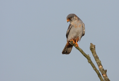 Gister een rondje Friesland gedaan en daarbij mijn eerste Roodpootvalk kunnen spotten en platen. In het vroege ochtendlicht werkte ze nog boven verwachting goed mee.
iso400 f7.1 1/1600 +2/3stop