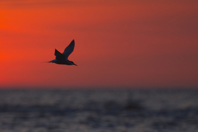Noordse Stern jagend boven Noordzee tijdens zonsondergang. Alleen iets verscherpt.
