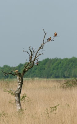 Wat een belevenis zoveel roodpootjes bij elkaar. Hier 4 valkjes in een boompje in het mooie friesche landschap.
iso200 f8 1/800 +1/3stop 300mm