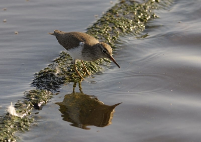 Vogel 's morgens vroeg aan de Starrevaart gefotografeerd, stond even dichtbij, om daarna niet meer in de buurt te komen.