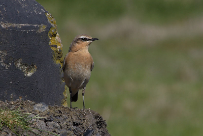 Mooie vogel om te observeren