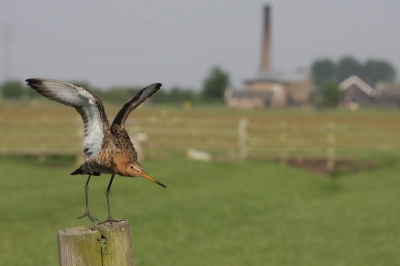 Eindelijk de tijd gehad om eens in een van mijn al jaren favorieten vogelgebieden op pad te gaan met de camera. De bedoeling was om de balts van de grutto vast te leggen. Dat was een paar dagen eerder wel gelukt, maar onder hard daglicht. Deze ochtend was het licht mooi, maar de balts niet gezien. Wilde deze grutto in aktie vastleggen. Dit is net voor het wegvliegen. Het gemaal is voor de sfeer en herkenbaarheid van het gebied ook in de compositie meegenomen. Heb nog steeds het idee dat ik wat scherpte betreft niet het optimale uit de combi haal, maar misschien kijk ik ook te veel naar de resulaten van 500 mm lenzen. Ben benieuwd naar commentaar. De foto is niet verscherpt (dit gaat nog steeds verloren bij opslaan)
Vanaf rijstzak uit auto. Zie verder exif.
