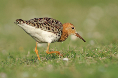 Kemphaan
Foto is gemaakt met een Nikon D200 en Nikkor ED 500mm P