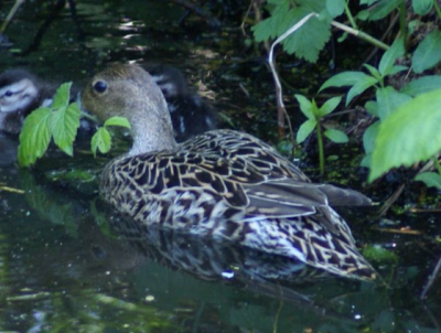 Deze eend achtige zat met haar jongen in Alblasserdam bij de eendenkooi, ik dacht dat het een pijlstaart dame was, wat denken jullie? Alvast bedankt voor uw antwoorden!