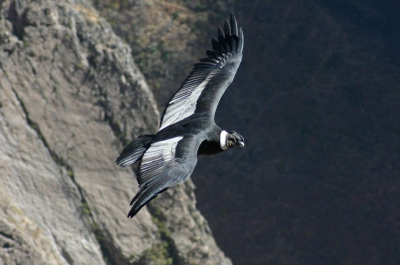 Dit is een uitsnede van de originele foto . ISO400, Tv( Shutter Speed ) 1/1600