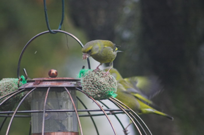 Helemaal blij met een paartje groenlingen in onze tuin! Wat bleek: er zitten minstens 12 groenlingen... Foto's maken lukt alleen vanachter het keukenraam, toch zijn de resultaten best aardig