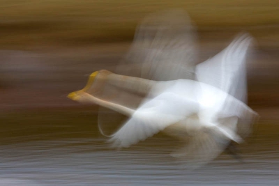 Onscherpe wilde zwaan, je moet er van houden..