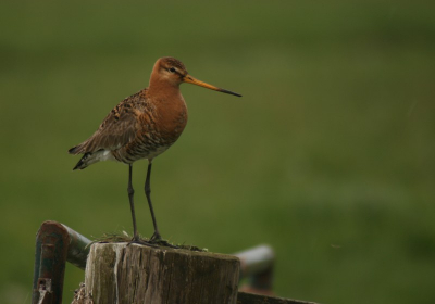 Ik kan het toch niet laten op nog een grutto te plaatsen. 
Canon EOS 400D + Cosina 100-400mm