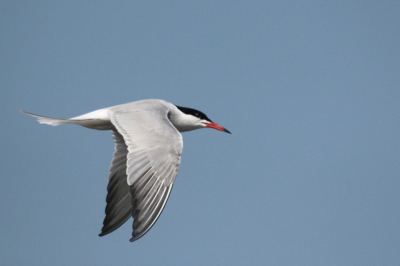 Deze Visdief vloog vlak langs me op boven het Valeikanaal in de Bennekomse Hooilanden. Nam echt de tijd om te gaan vissen. Heb jammer genoeg een te hoge resolutie gebruikt, maar het resultaat mag er naar mijn inziens niet om liegen...