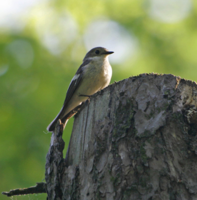 Deze vliegenvanger zat lekker in het zonnetje in het bos. Uit de hand 1/30, F5.6, ISO100, 300mm.