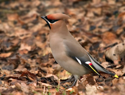 500 mm
1/200
f 5.6
partial -1
iso 200