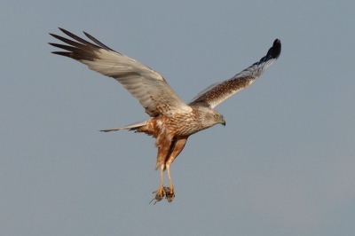 Op zoek naar de bosrietzanger kwam deze kiekendief langs.
Tech: 600mm; iso 400; f 7,1; s 1/2000; matrixmeting -0,3 stop